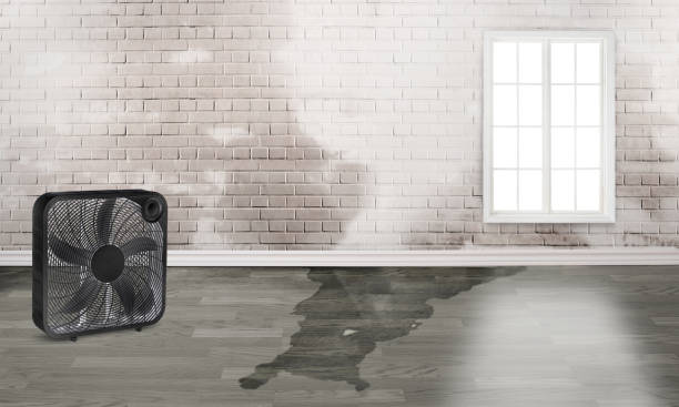 Best Basement water damage restoration  in Soledad, CA